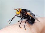 Large black fly with a yellow head (Tachina grossa) sits on my finger.