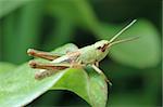 Tiny grasshopper in the grass in a meadow