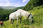 White horse in the Carpatian Mountains