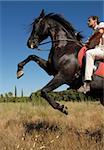 beautiful black stallion with man in a field