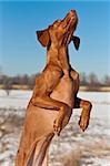 A Vizsla dog (Hungarian pointer) jumps up in a snow covered field in winter.