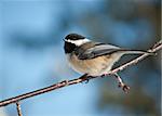 A Black-capped Chickadee (Poecile atricapillus) perches on a branch with blue sky in the background.