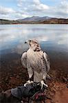 a falcon perched on its trainers hand in a beautiful nature scene with a clipping path