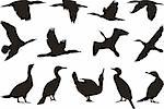 Collection of vector silhouettes on Cormorant
