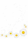 vector background with daisies on a white background