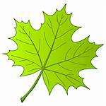 Leaf of a maple, nature symbol, monochrome vector, isolated