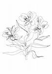Alstrameriya flower brush drawing on white background