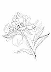 drawing peony monochrome graphic sketch