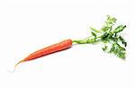 Carrot on White Background