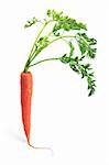 Carrot with Leaves on White Background