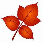 Leaf of raspberry, vector, beautiful nature object, isolated