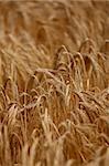 close up of a wheat field agriculture