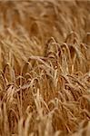 close up of a wheat field agriculture