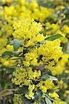 Mahonia blossom