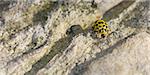 Yellow ladybug walking on stone dunes in bright sunlight