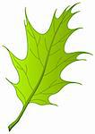 Leaf of tree oak Iberian, nature object, vector, isolated