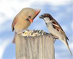 A female cardinal perched on a post eating bird seeds with a sparrow.