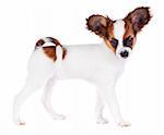 Papillon puppy isolated on a white background