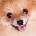 Closeup of a Pomeranian dog. Funny smile