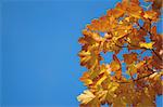 golden fall leave of a tree in a forrest on blue sky