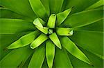 Close up picture of an Agave plant, overhead view