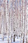 Winter birch forest - winter serenity. Ideally suits for calendars.