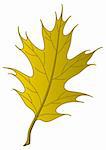 Leaf of an autumn tree oak Iberian, nature object, vector, isolated