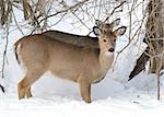 Whitetail deer doe standing in the woods in winter snow with yearling behind her.