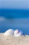 Seashells on the tropical beach. Natural background
