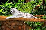 White tiger relaxing outdoor at day time