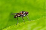 Detail (close-up) of the fly on the leaf