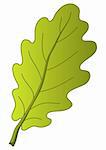 Leaf of oak tree, nature object, vector, isolated