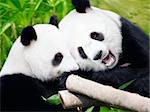 Couple of cute giant pandas eating bamboo shoots