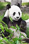 Giant panda is eating green bamboo leaf