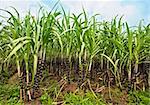 Sugar cane plantation. Khanh Hoa province. Vietnam