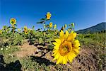 Gorgeous Sunflowers Field in the Tuscan Countryside, Italy