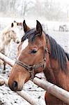 Bay horse in outdoor enclosure under light snow