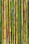 Group of good quality natural bamboo texture
