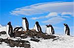 penguins dreaming sitting on a rock in Antarctica