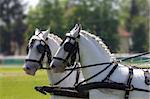 Profile of two beautiful, white horses in parade
