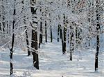 Deciduous forest covered by snow in winter