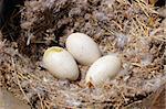 A wild bird nest with three eggs