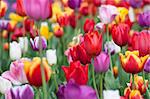 Bright and colorful tulips flower blooming in a park