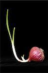 Spring onion isolated against a black background