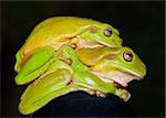 Side view of two green tree frogs (Litoria caerulea) mating