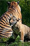 Sumatran tiger cub