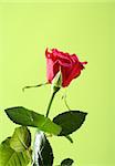 Beautiful red rose photo on the green background
