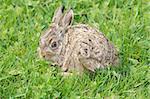 Little hare sitting in the green grass