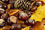 An autumn background created of leaves, cones, chestnuts and acorns