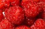 red wild raspberry macro close up